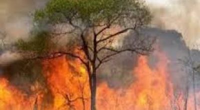 LEGGE QUADRO IN MATERIA DI INCENDI BOSCHIVI