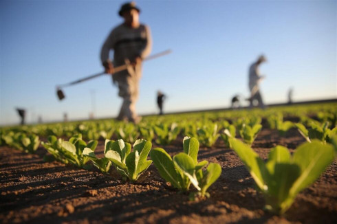 AVVISO PUBBLICO PRESENTAZIONE DOMANDE PER DANNI ALL'AGRICOLTURA SICCITA' ANNO...