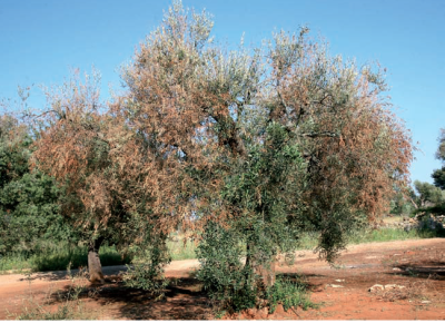 “Misure di tutela delle aree colpite da xylella fastidiosa”. PREV...