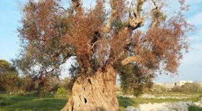 Convegno su “ Il ruolo della Regione Puglia nella gestione di xylella f...