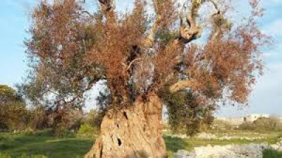 Convegno su “ Il ruolo della Regione Puglia nella gestione di xylella f...