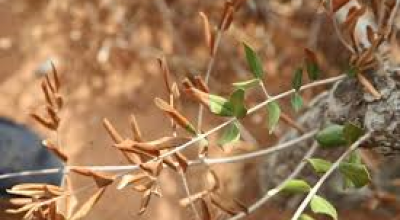 INTERVENTI OBBLIGATORI PER IL CONTENIMENTO DELLA XYLELLA FASTIDIOSA