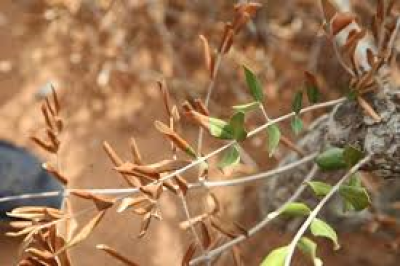 INTERVENTI OBBLIGATORI PER IL CONTENIMENTO DELLA XYLELLA FASTIDIOSA