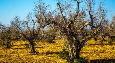 AVVISO EROGAZIONE CONTRIBUTI AD AZIENDE DANNEGGIATE DA XYLELLA FASTIDIOSA NEG...