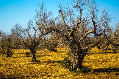 AVVISO EROGAZIONE CONTRIBUTI AD AZIENDE DANNEGGIATE DA XYLELLA FASTIDIOSA NEG...