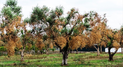 MODULO SEGNALAZIONE PER L'EMERGENZA XYLELLA FASTIDIOSA.