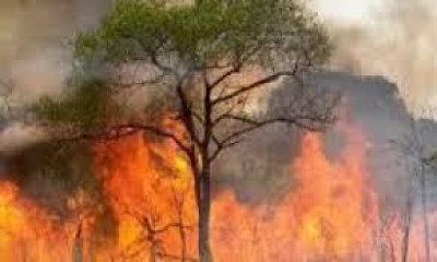 LEGGE QUADRO IN MATERIA DI INCENDI BOSCHIVI