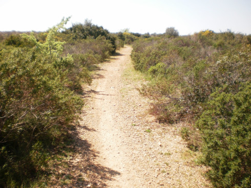 Macchia mediterranea