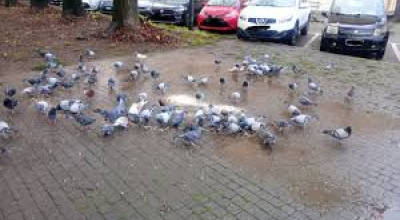Isolamento agenti patogeni zoonotici in uccelli in ambiente urbano