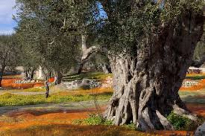 CAMPAGNA DI SENSIBILIZZAZIONE CONTRO LA DIFFUSIONE DELL’ORGANISMO NOCIV...